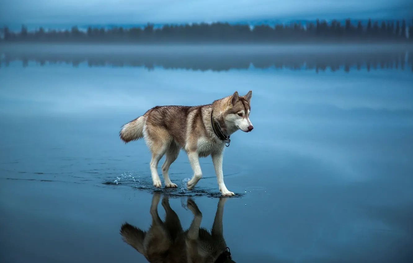 Photo wallpaper water, nature, dog, husky