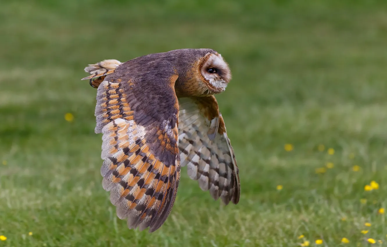 Photo wallpaper background, owl, bird, wings