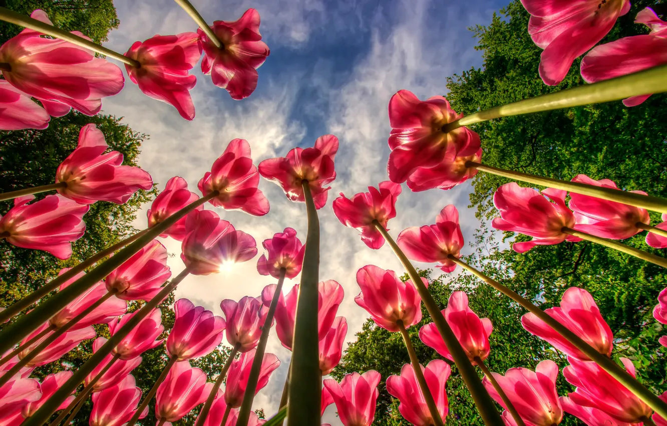 Photo wallpaper the sky, stems, tulips