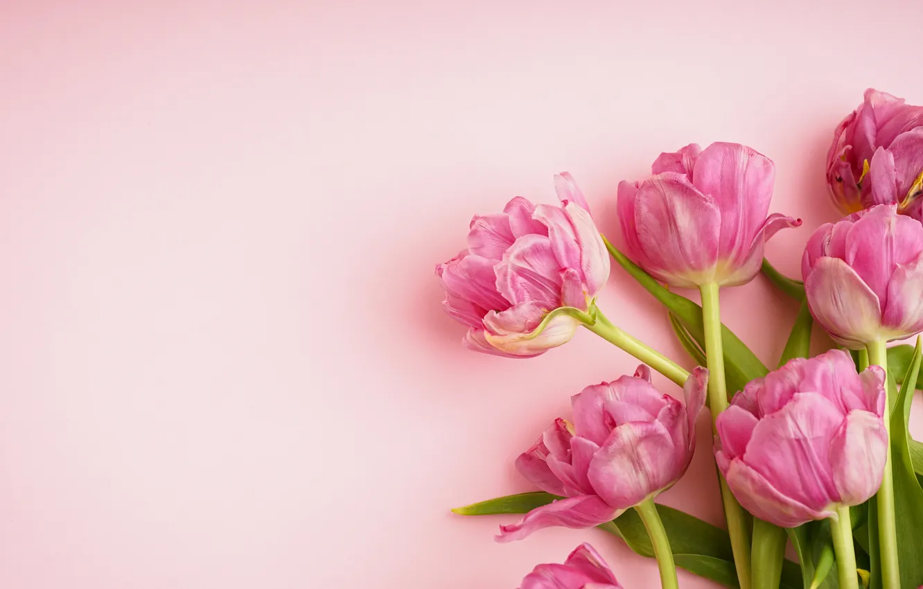Photo wallpaper flowers, bouquet, tulips, pink, pink, flowers, beautiful, tulips