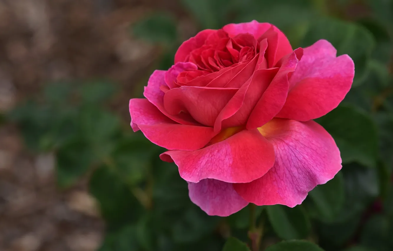 Photo wallpaper macro, flowers, bright, roses, pink, bokeh, raspberry