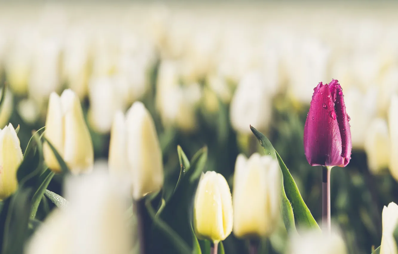 Photo wallpaper pink, flowers, blur, white, tulips, bokeh, flowerbed, spring