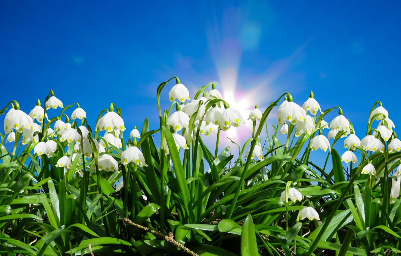 Photo wallpaper the sky, the sun, rays, light, flowers, blue, glade, spring