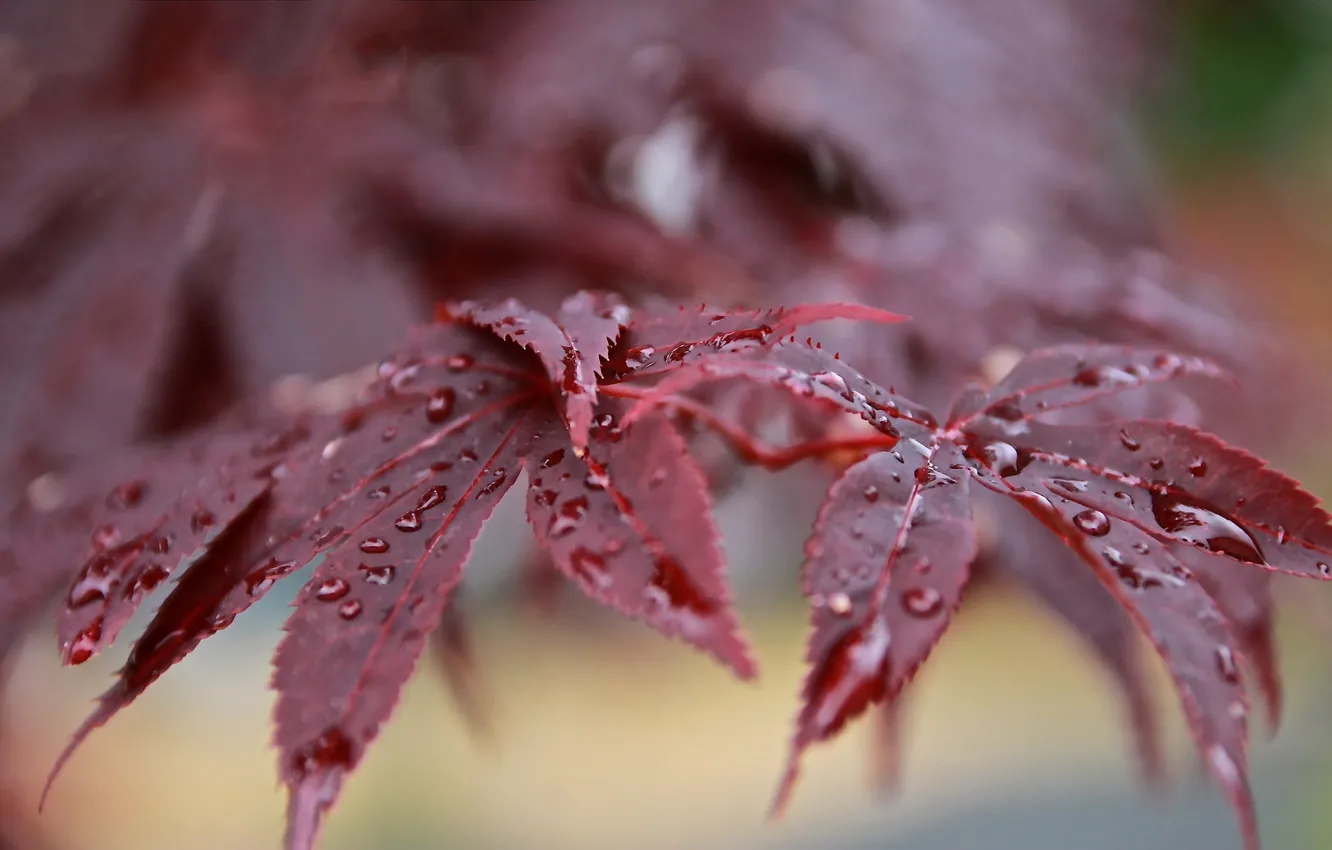 Photo wallpaper leaves, drops, Rosa, branch, after the rain, red, bokeh, Japanese maple
