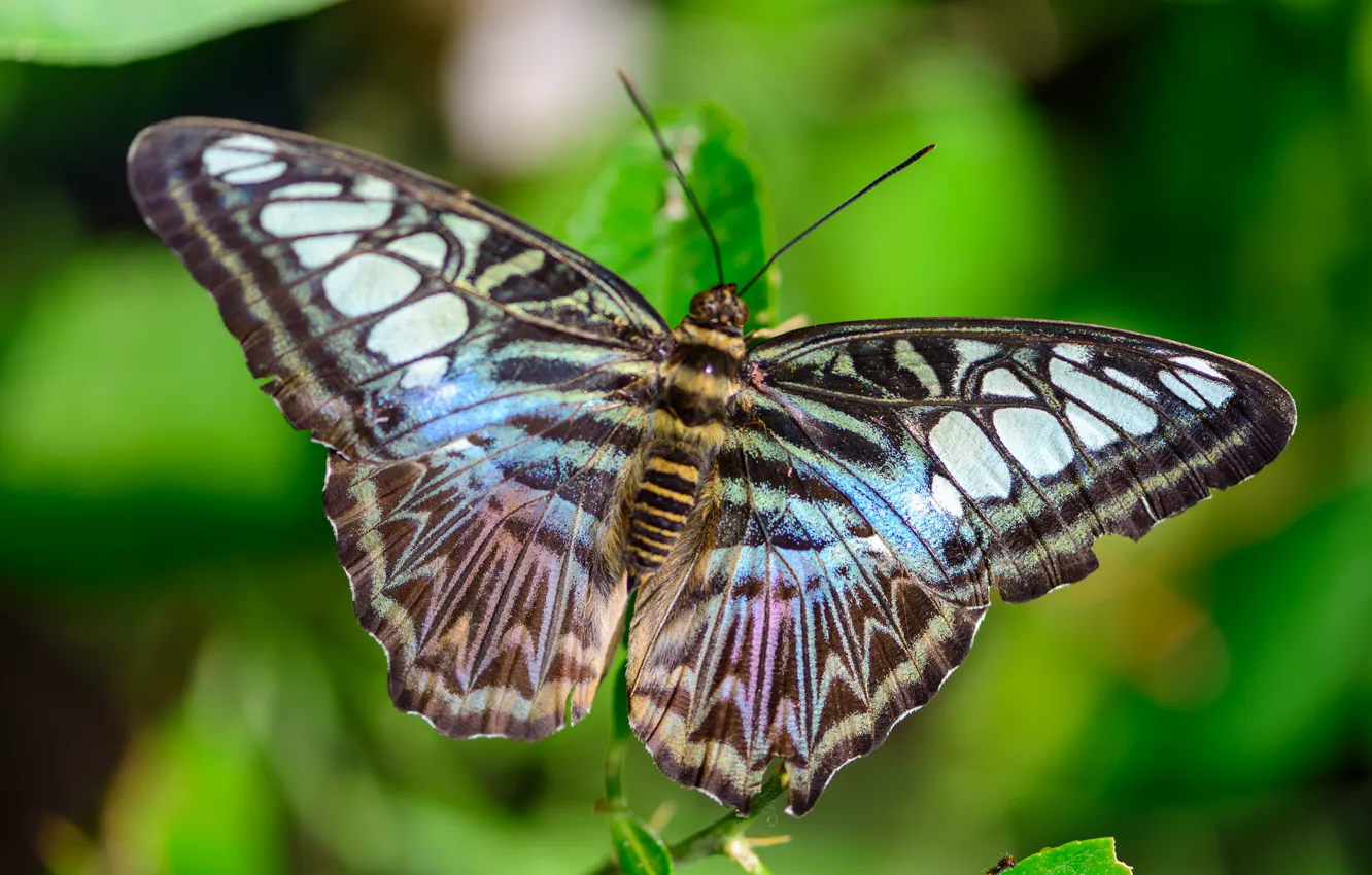 Photo wallpaper pattern, butterfly, wings