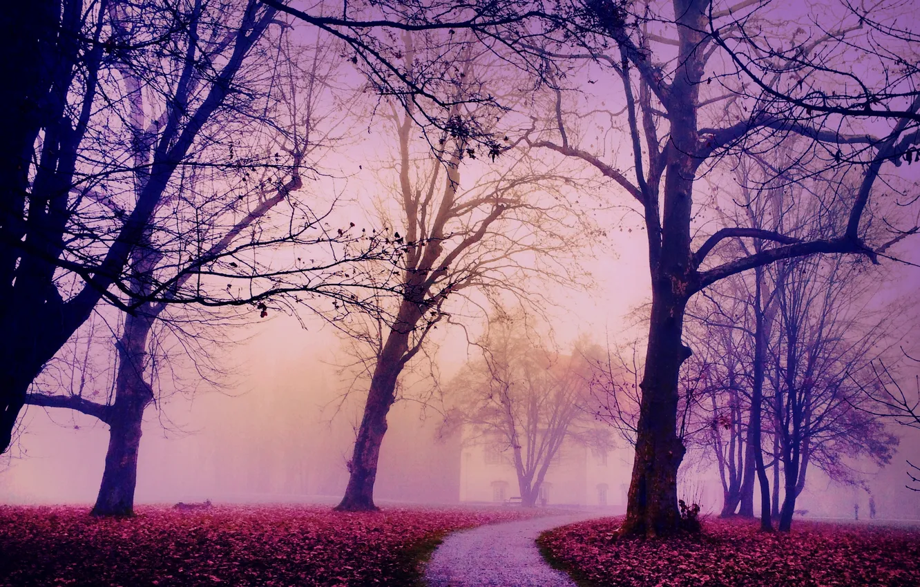 Photo wallpaper autumn, the city, fog, pork