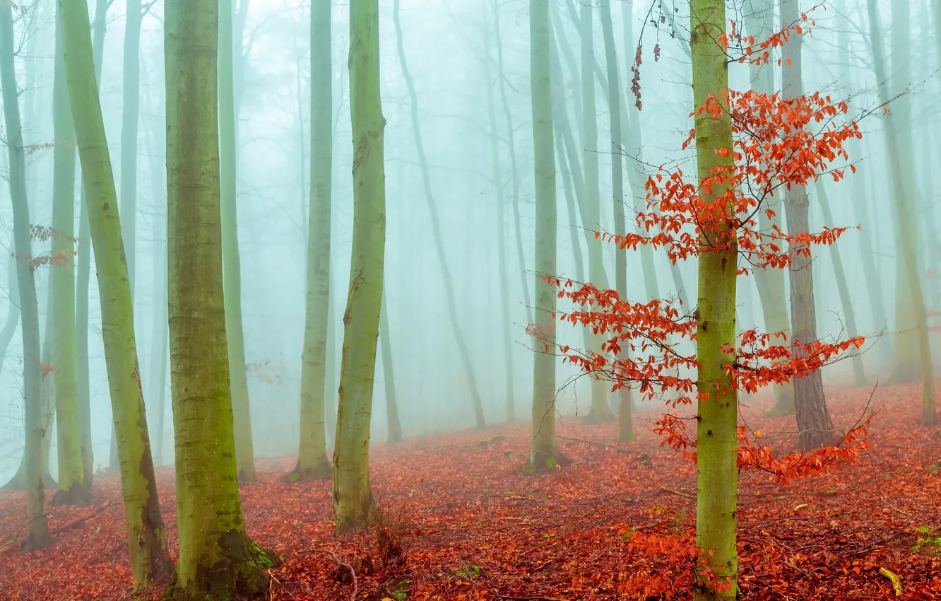 Photo wallpaper autumn, forest, nature