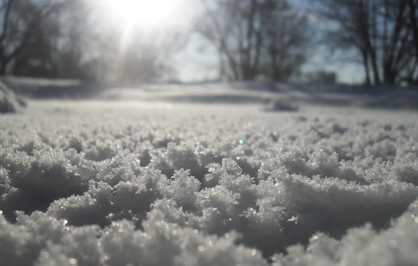 Photo wallpaper winter, the sun, frost, February, snag