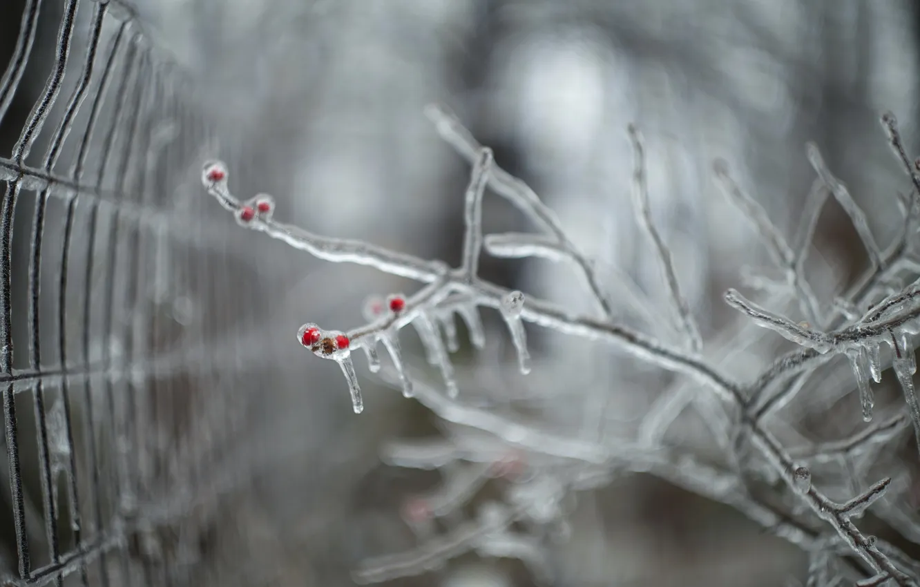 Photo wallpaper ice, macro, branches, nature