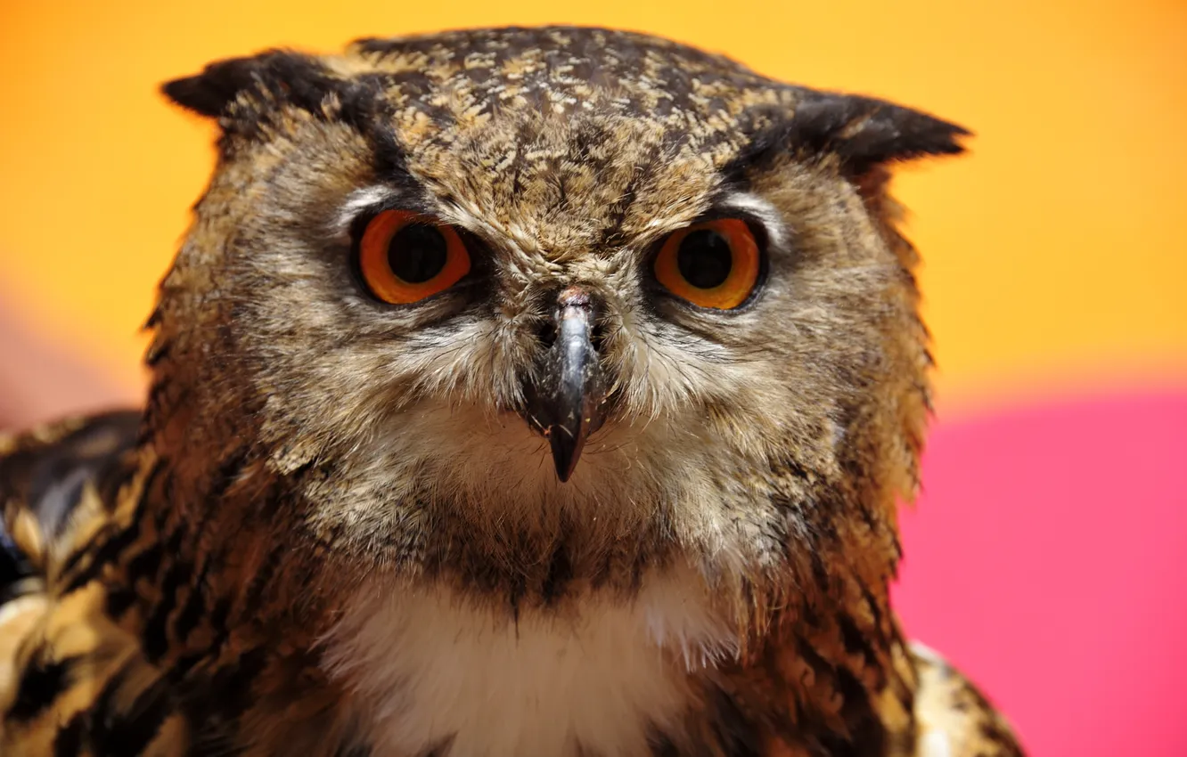 Photo wallpaper eyes, owl, beak, Animal
