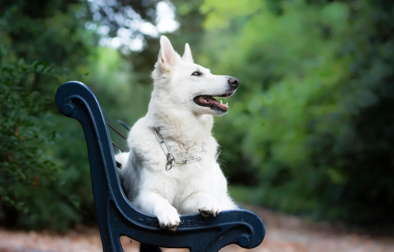 Photo wallpaper bench, dog, bokeh, The white Swiss shepherd dog