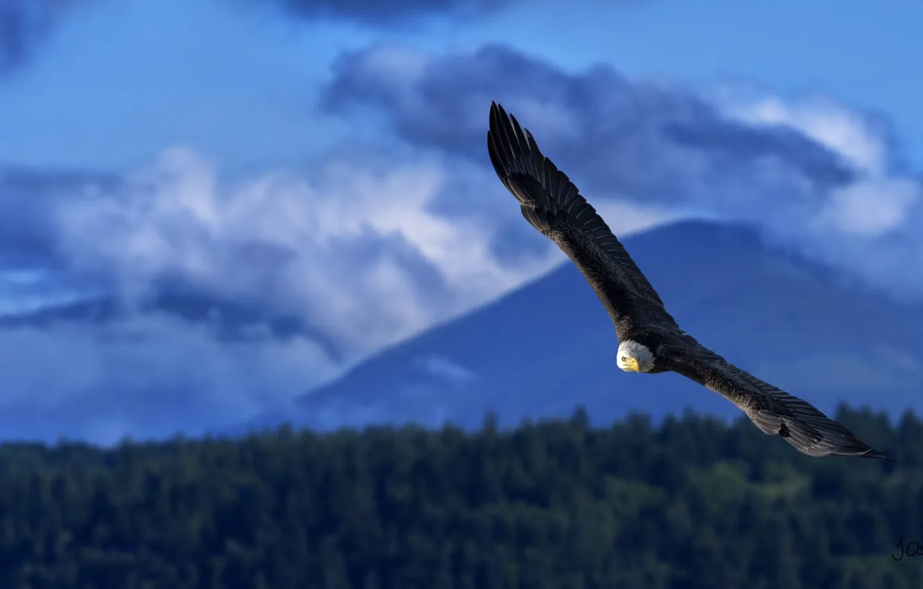 Photo wallpaper height, wings, power, flight, bald eagle, the scope, bird of prey