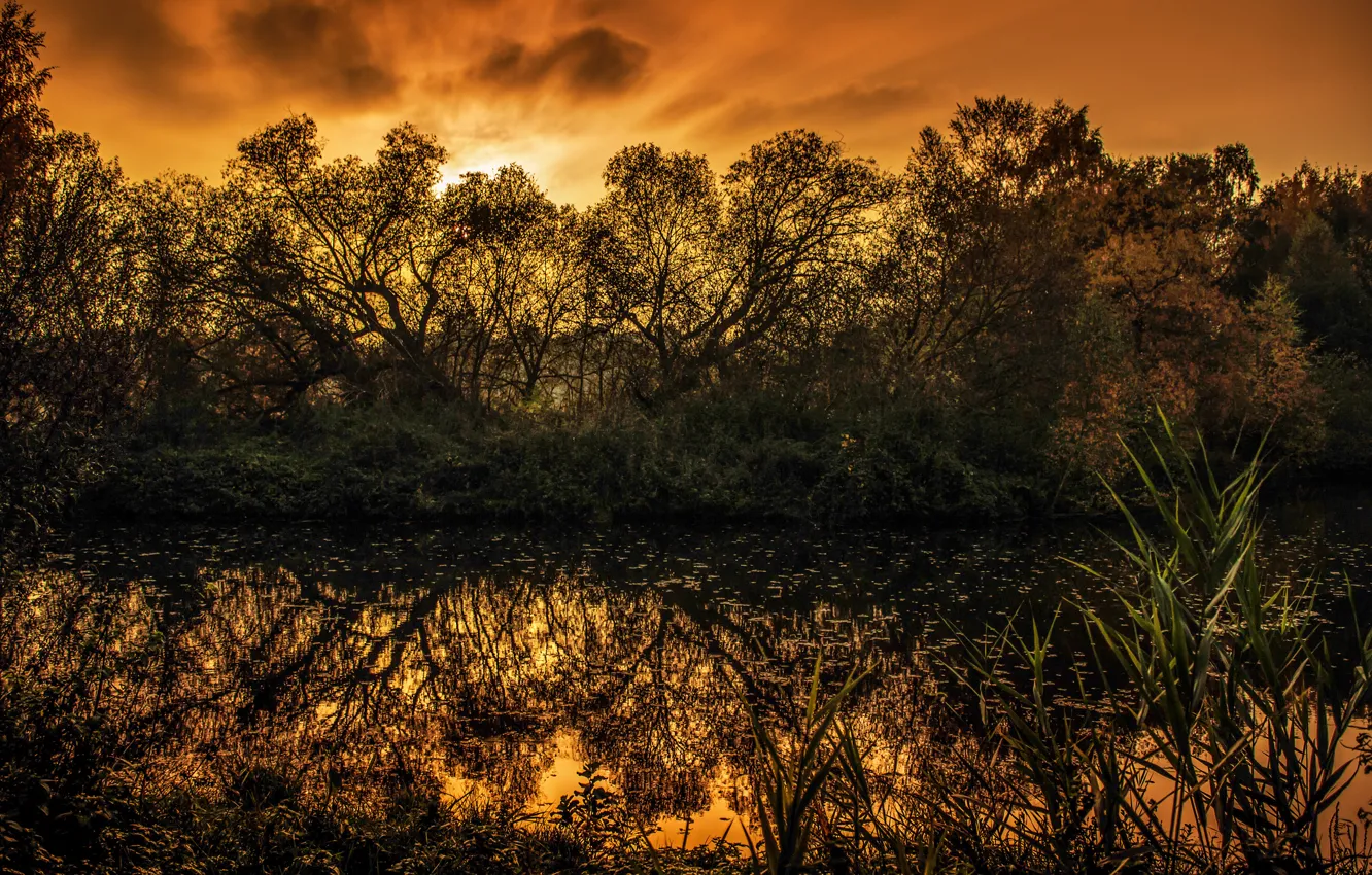 Photo wallpaper trees, sunset, lake, swamp