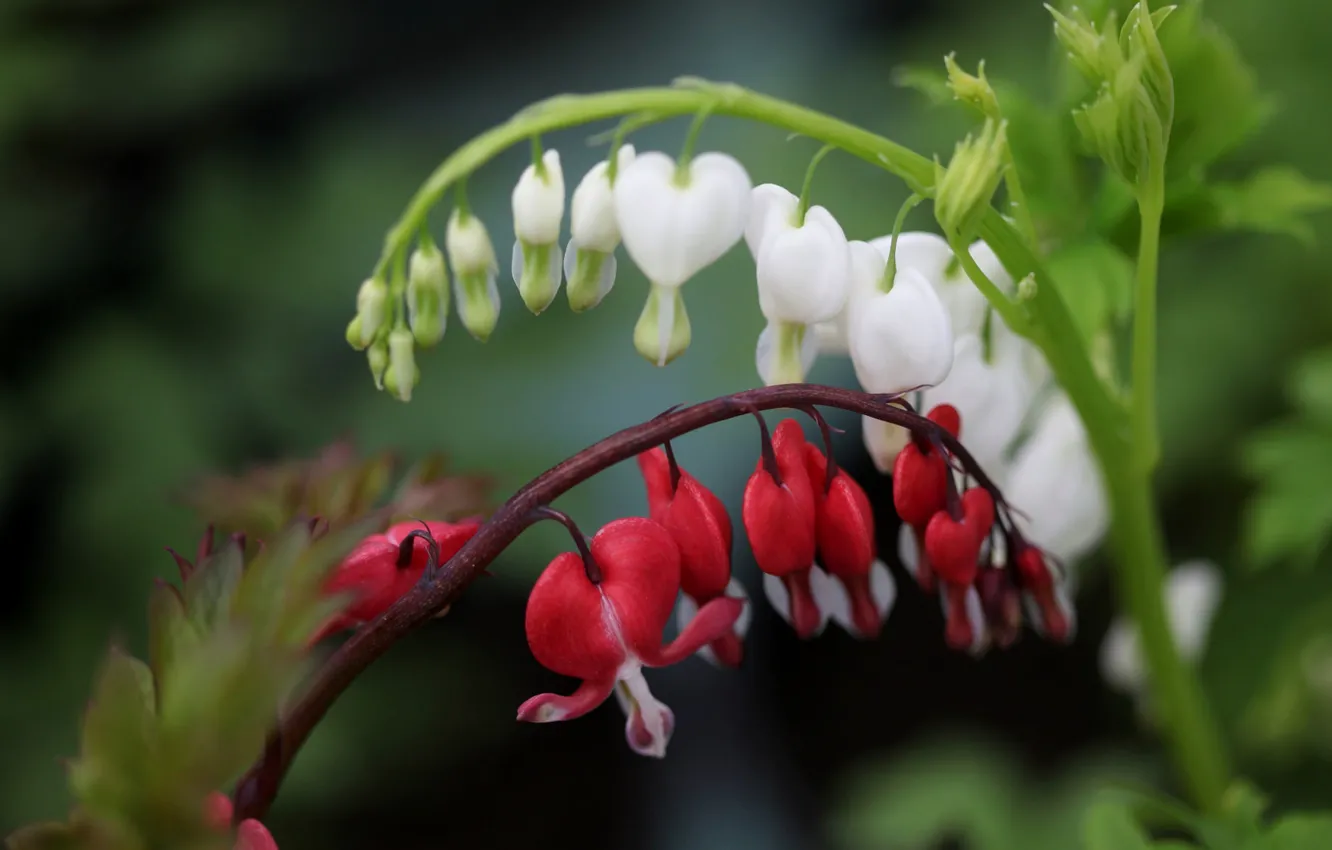 Photo wallpaper macro, bokeh, broken heart, The bleeding heart is gorgeous