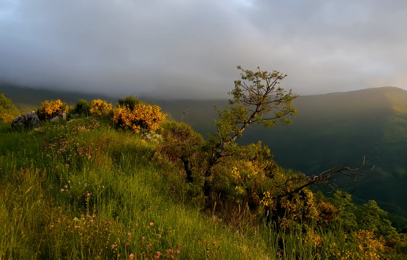 Photo wallpaper grass, trees, mountains, fog, shrub