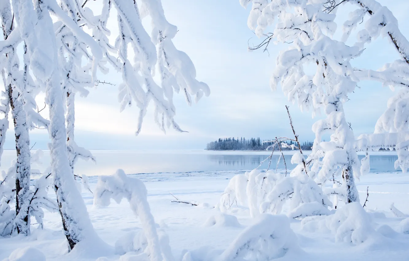 Photo wallpaper winter, snow, trees, branches, lake, Canada, Canada, Northwest Territories