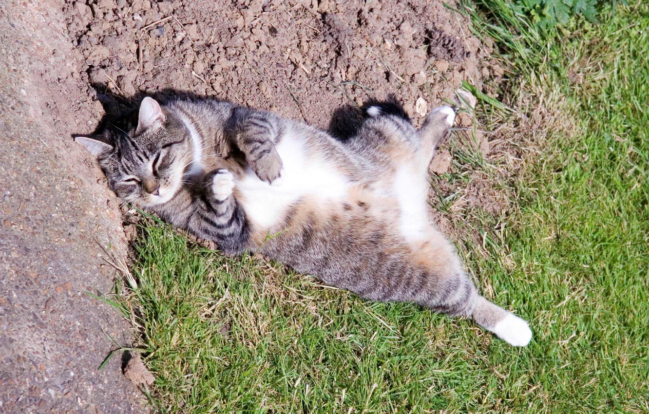 Photo wallpaper pose, earth, sleeping, kitty