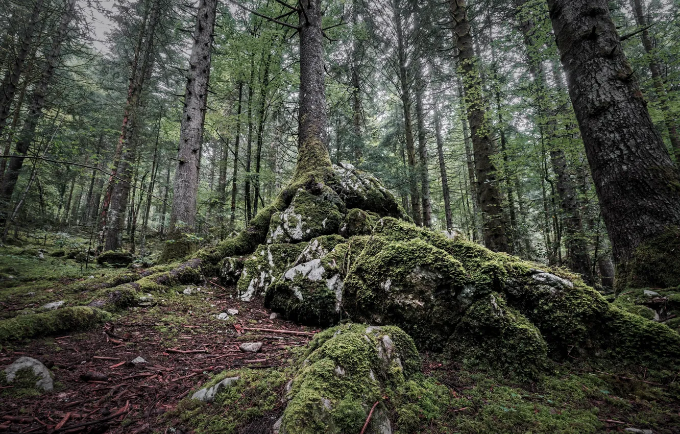 Photo wallpaper forest, summer, nature