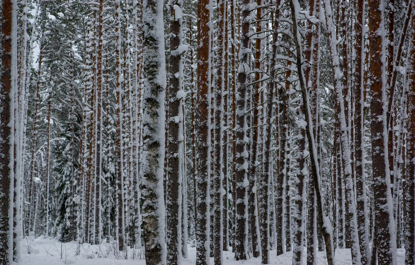 Photo wallpaper winter, forest, snow, pine