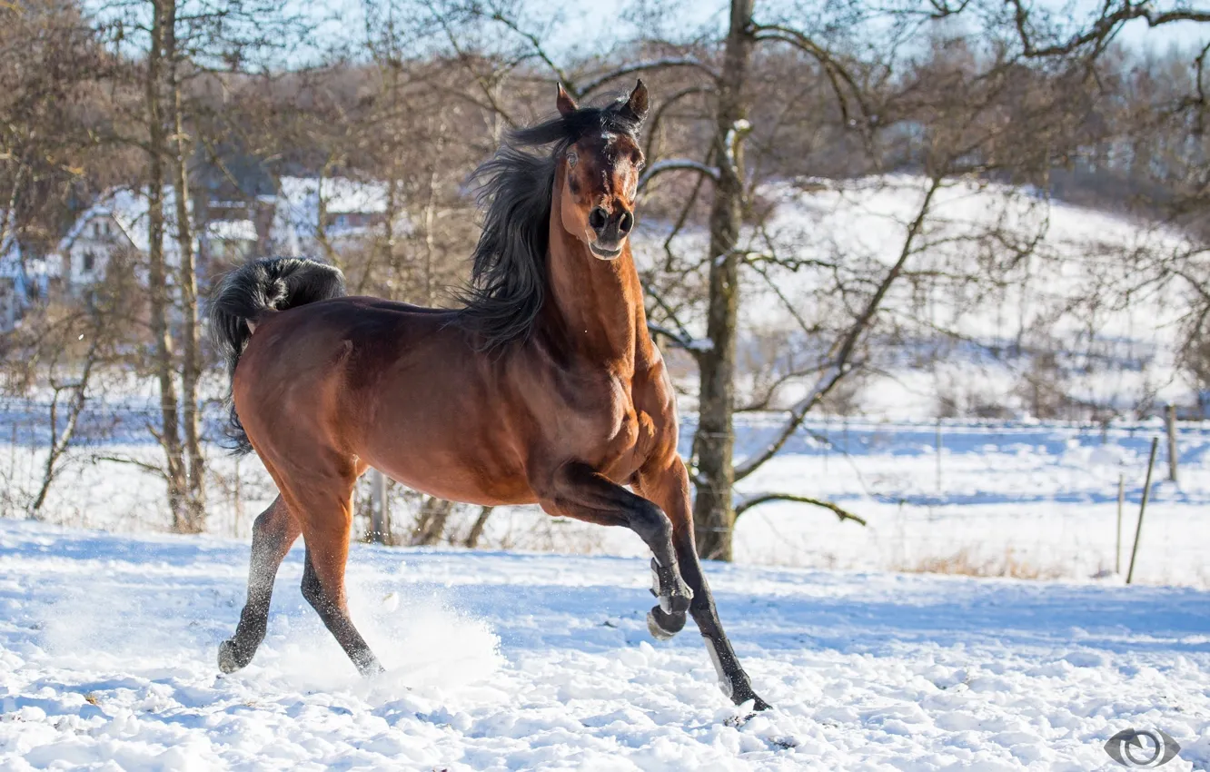 Photo wallpaper pose, movement, horse, horse, running, grace, posing, chestnut