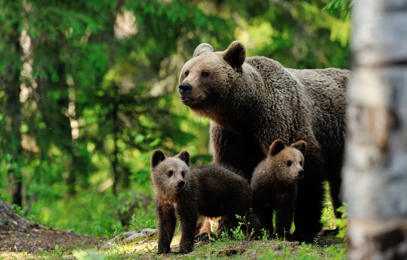 Photo wallpaper forest, bears, three, bear, trio, brown, the three bears, medenica