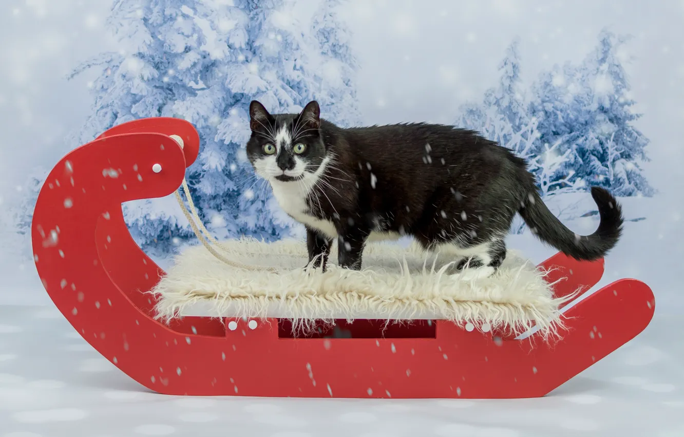 Photo wallpaper winter, cat, cat, look, snow, red, background, black