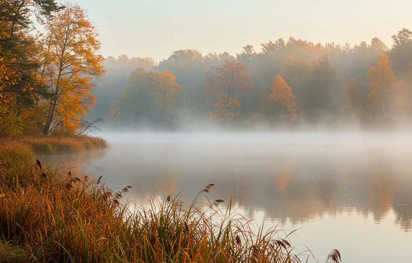 Photo wallpaper fog, trees, autumn, sky, water, trees, fog, water