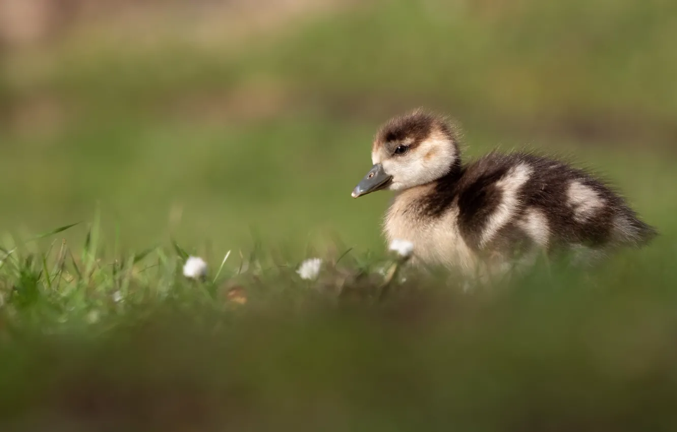 Photo wallpaper grass, flowers, background, bird, glade, duck, baby, duck