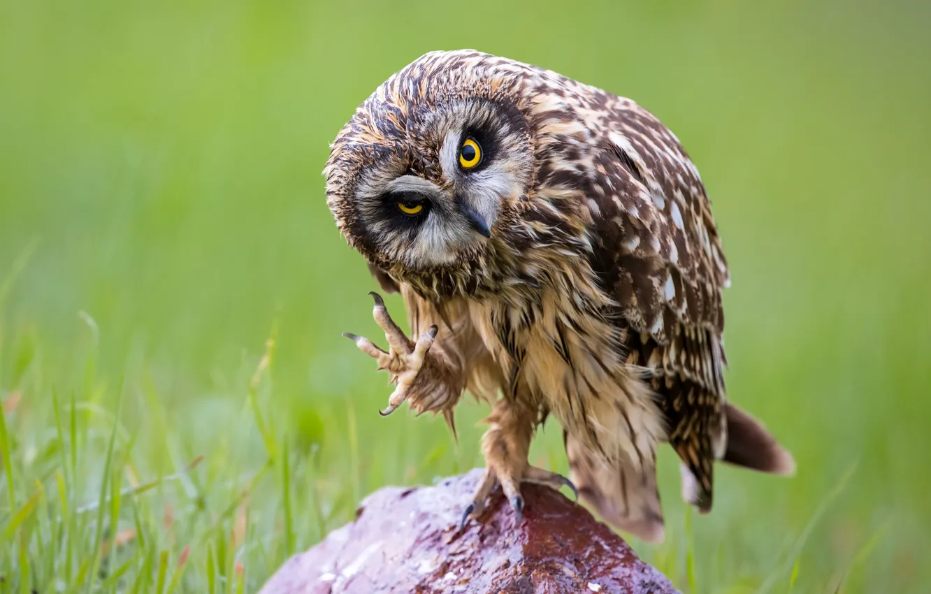 Photo wallpaper grass, look, nature, pose, stones, owl, bird, claws