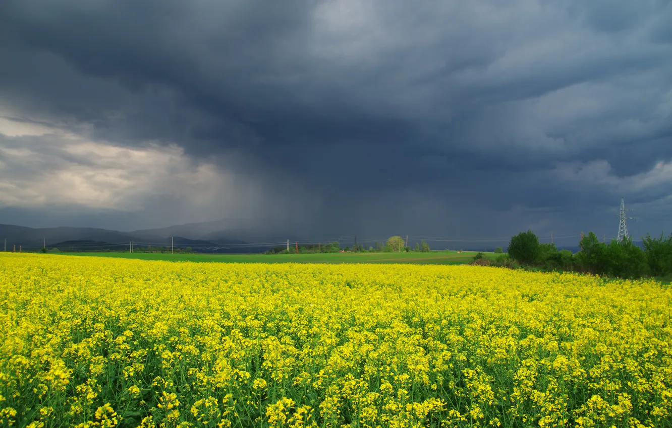 Photo wallpaper the sky, flowers, yellow, clouds, spring, dal, rape, storm