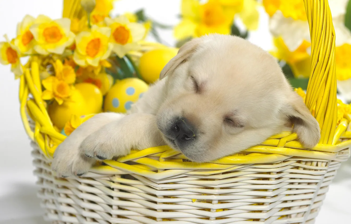 Photo wallpaper basket, Easter, puppy