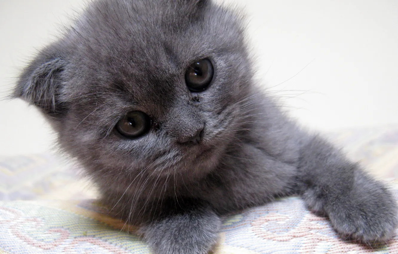 Photo wallpaper kitten, grey kitten, gray kitten