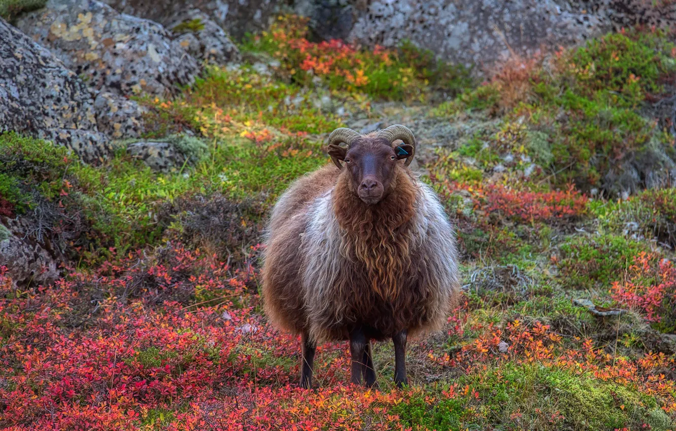 Photo wallpaper autumn, rocks, RAM, shrub
