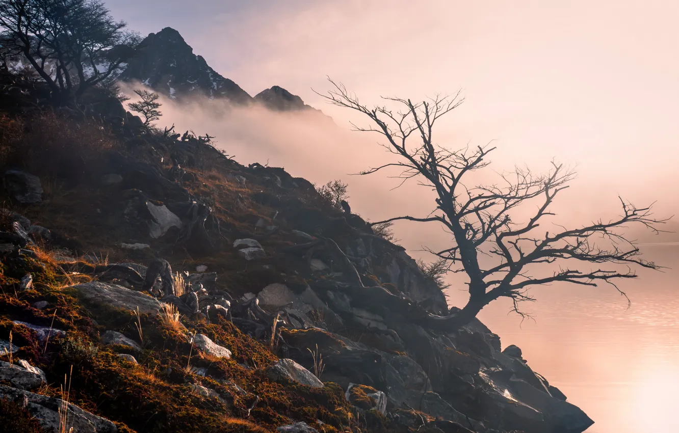Photo wallpaper nature, fog, morning