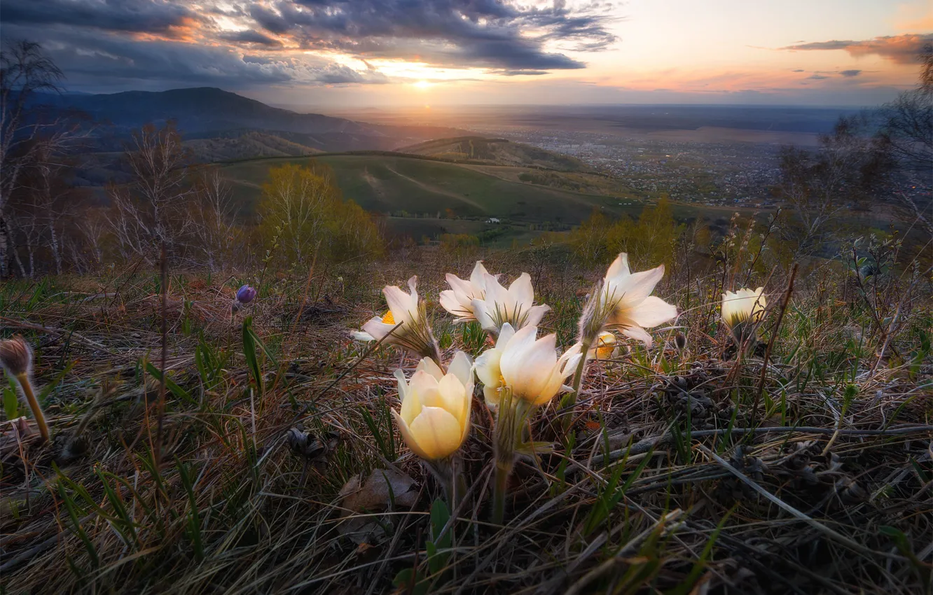 Photo wallpaper landscape, flowers, mountains, fog, dawn, spring, morning, slope