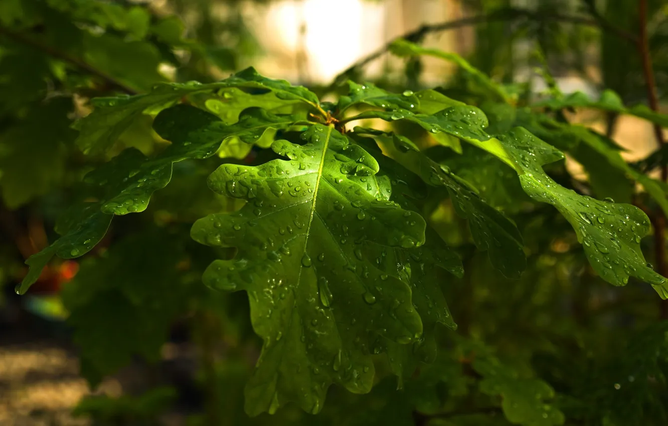 Photo wallpaper forest, leaves, drops, trees, branches, nature, day, oak