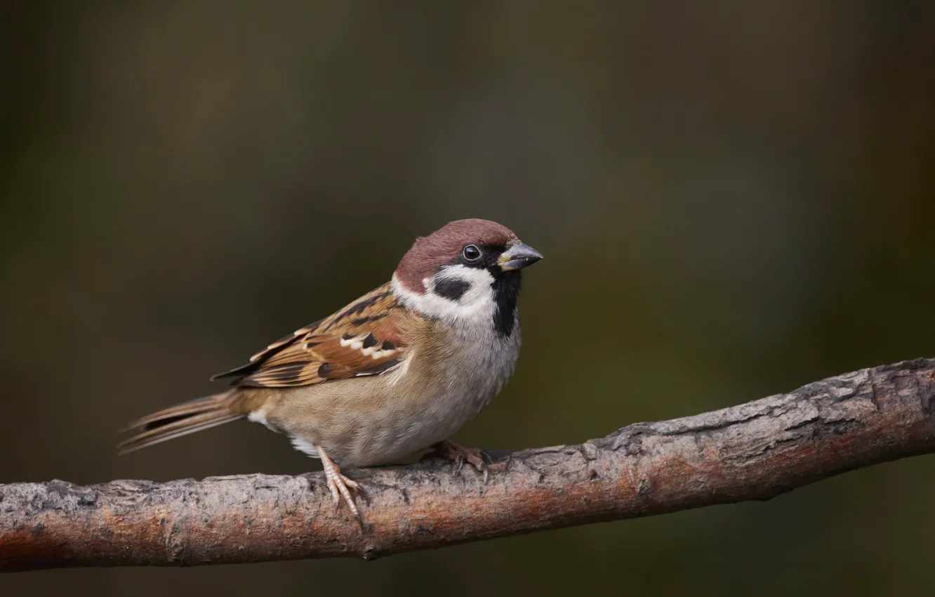 Photo wallpaper branch, Sparrow, bird