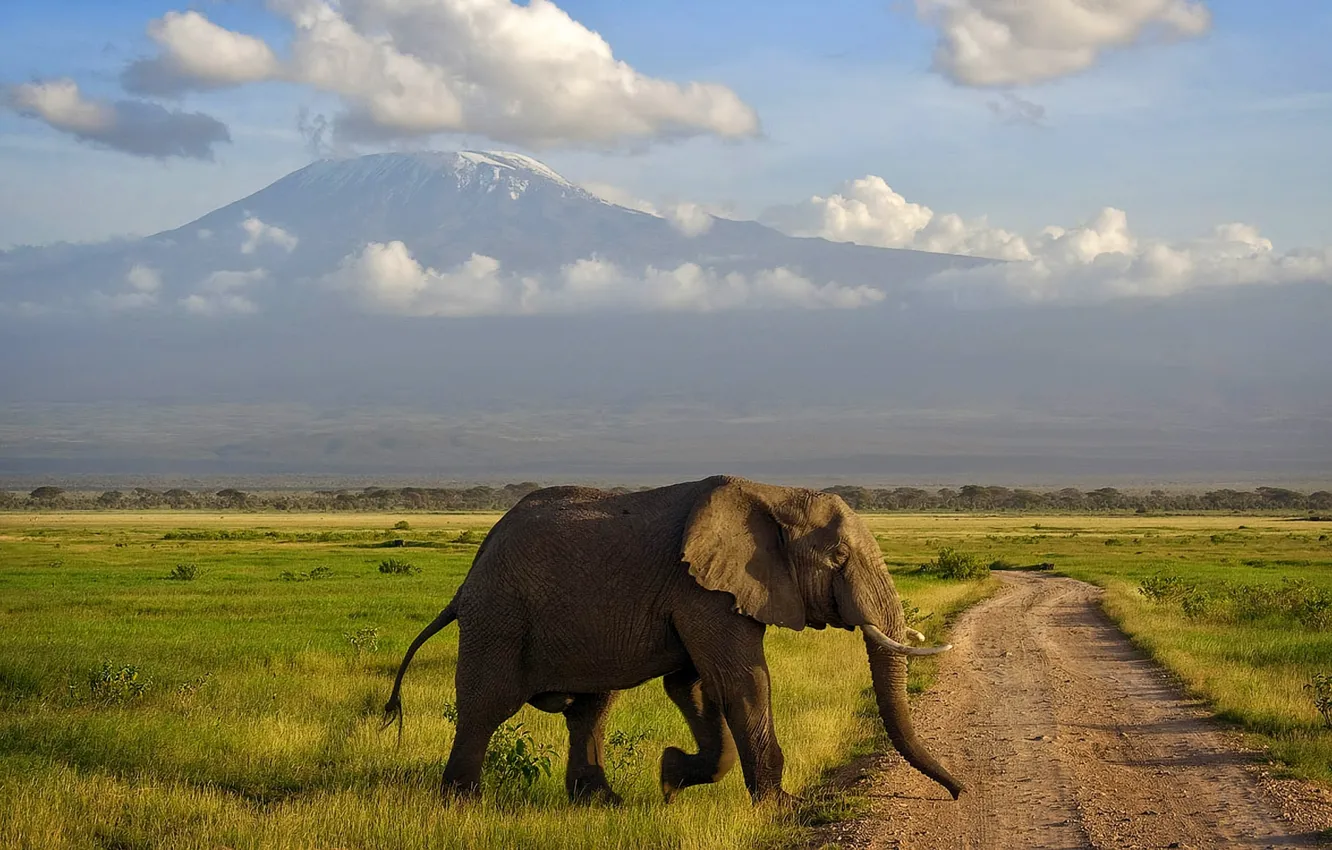 Photo wallpaper elephant, mountain, Savannah, Africa, Kilimanjaro, Amboseli, Kenya