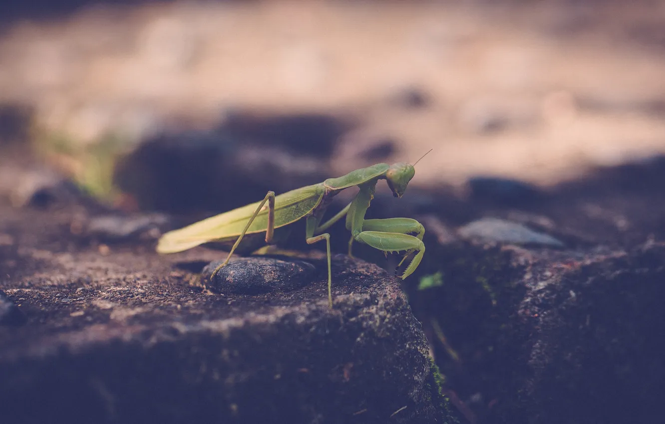 Photo wallpaper green, legs, mantis, insect