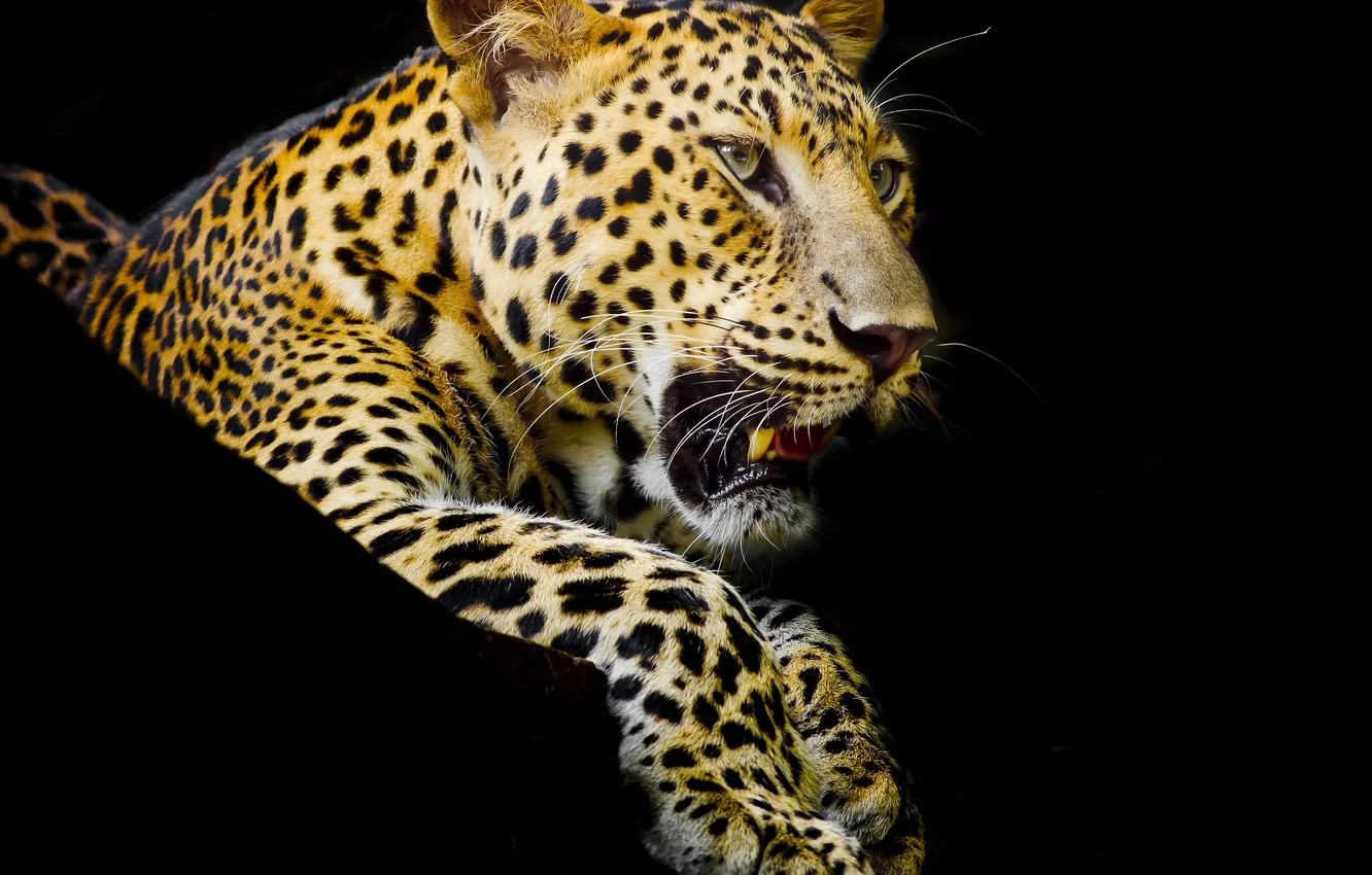 Photo wallpaper predator, paws, leopard, fangs, black background, spotted