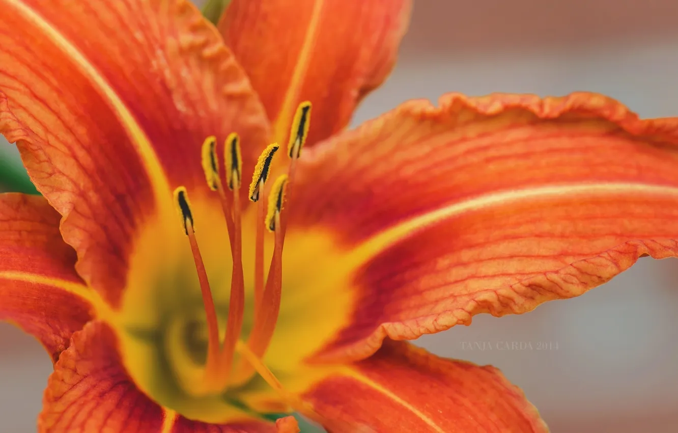 Photo wallpaper macro, orange, Lily, petals