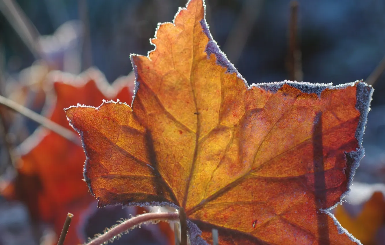 Photo wallpaper autumn, macro, sheet, frost