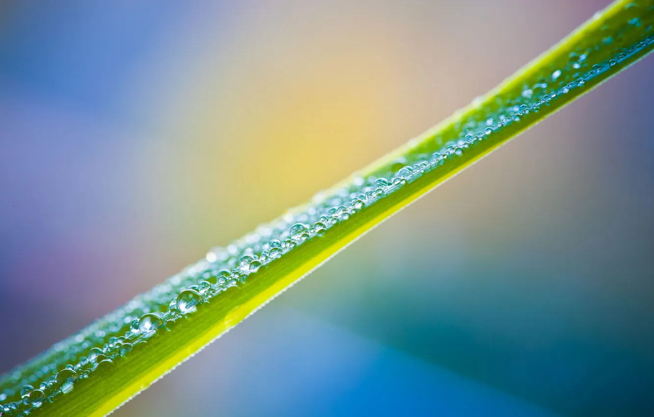 Photo wallpaper drops, macro, sheet, the bridge