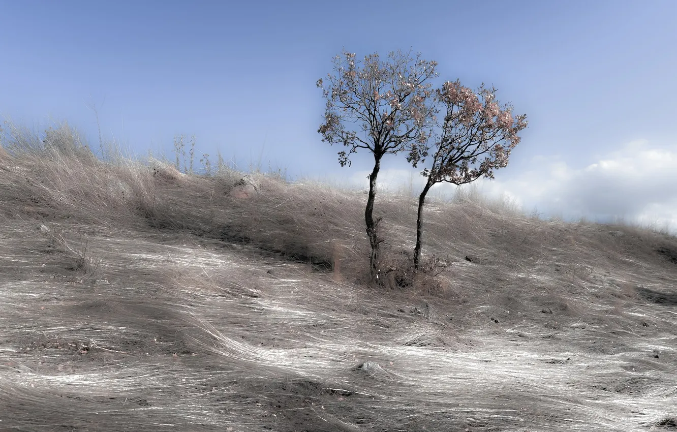 Photo wallpaper the sky, trees, silver wave