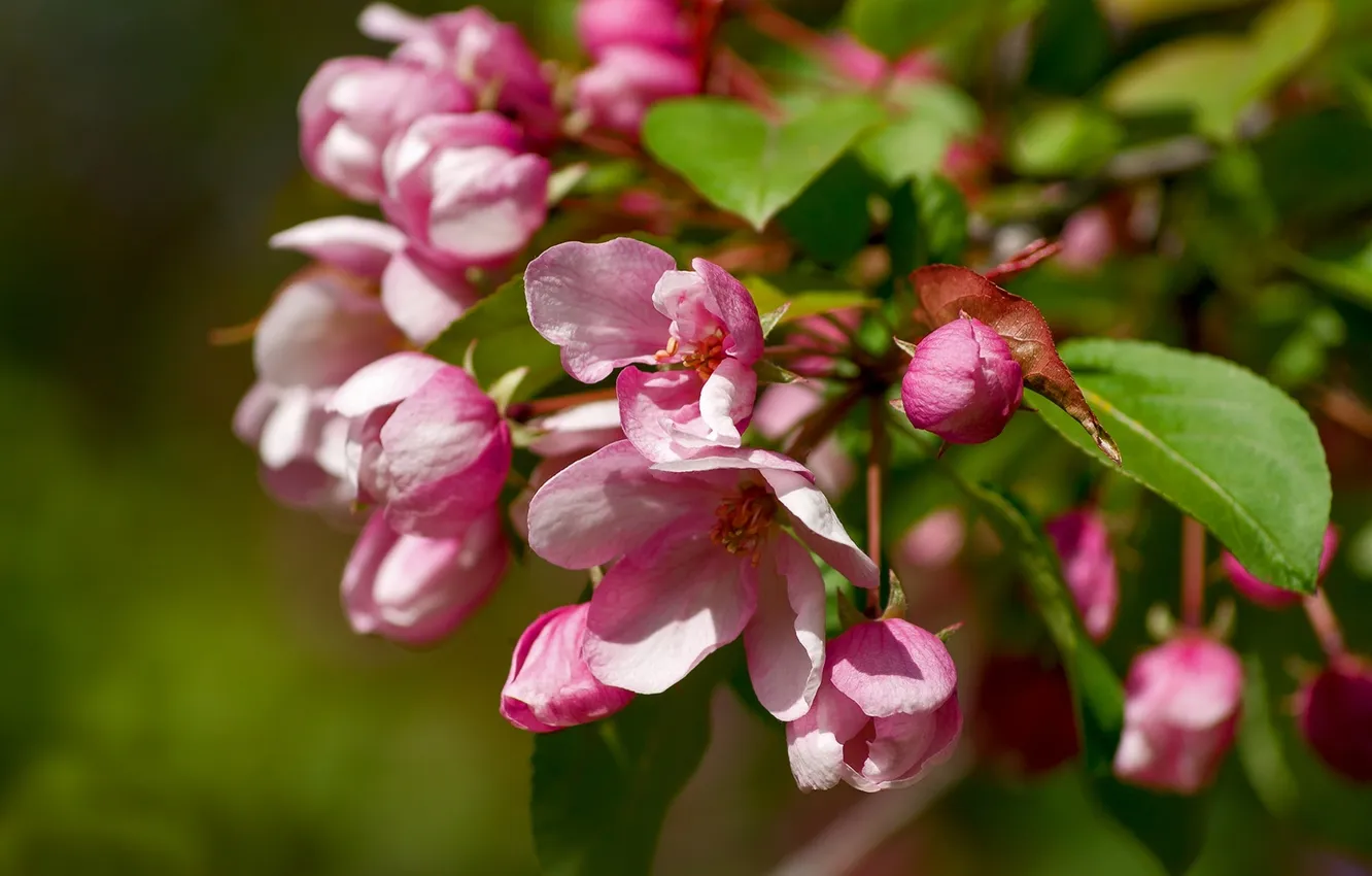 Photo wallpaper macro, branches, Apple
