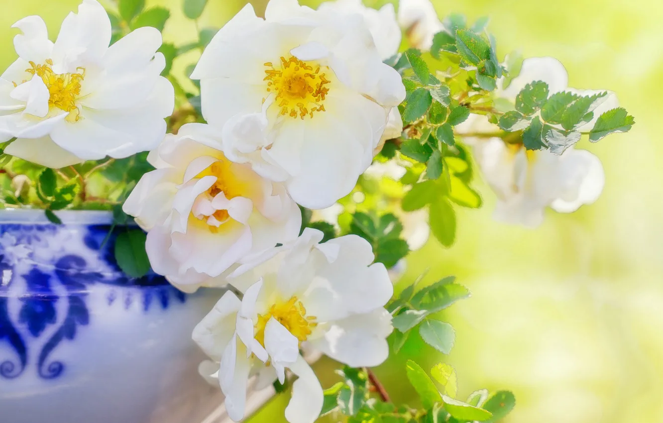 Photo wallpaper petals, briar, white rose