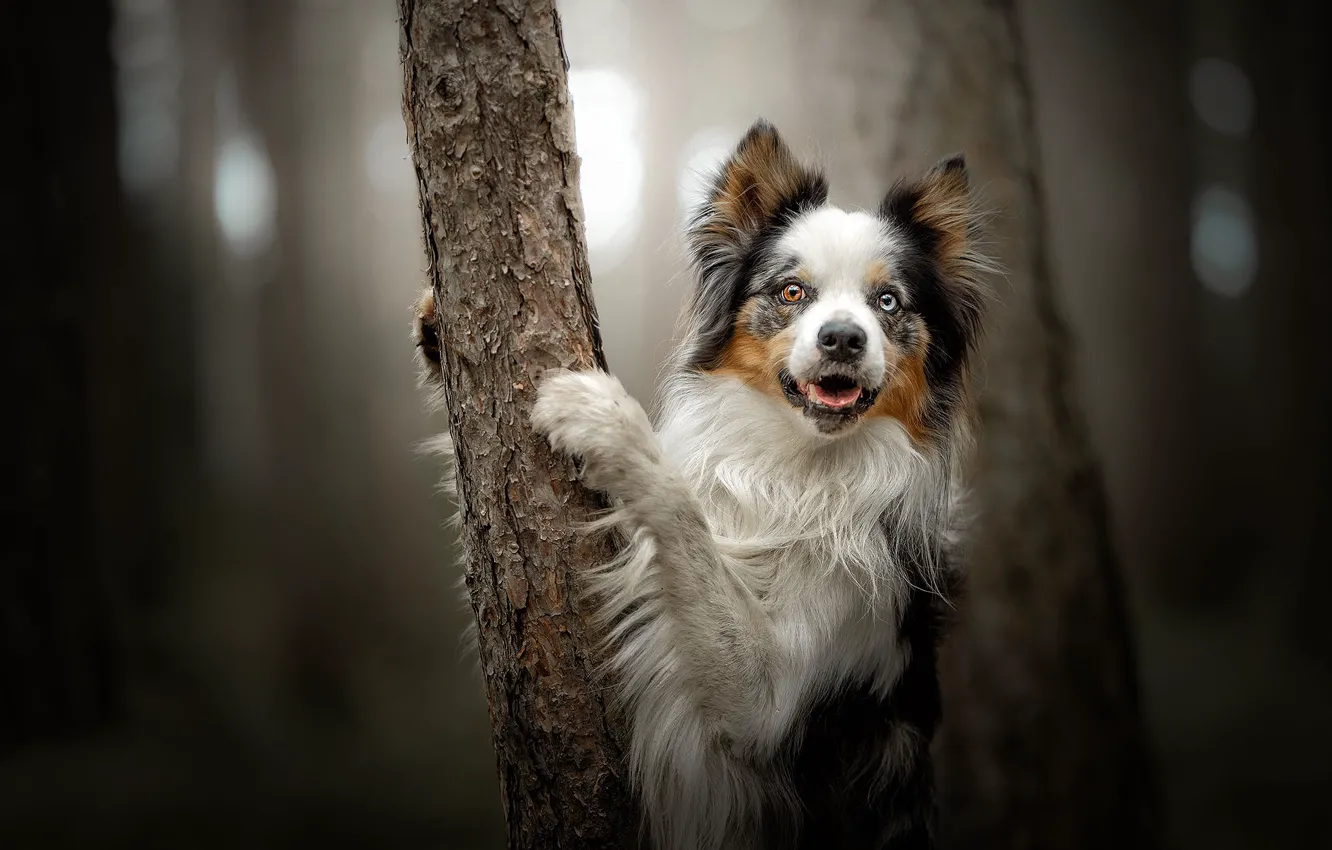 Photo wallpaper look, trees, dog, paws, bokeh, the border collie