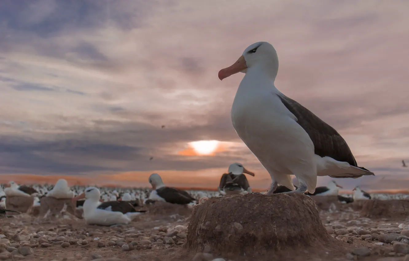 Photo wallpaper sunset, birds, colony, Black-browed Albatross