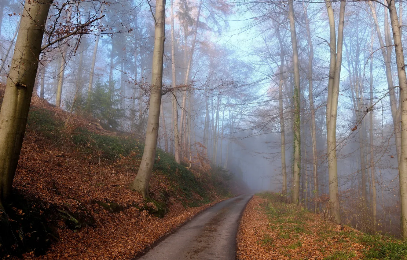 Photo wallpaper road, forest, fog