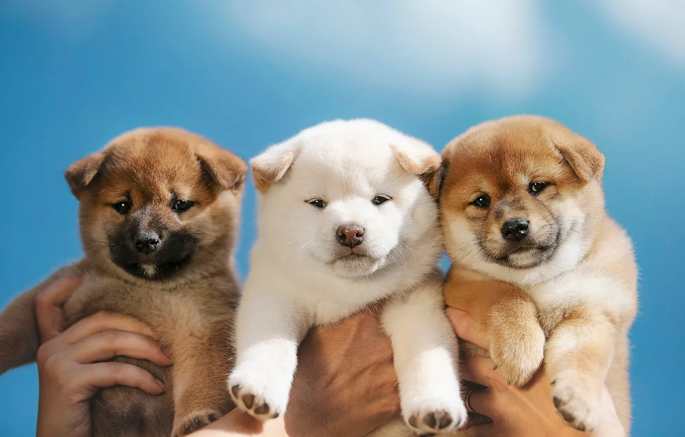 Photo wallpaper background, dog, baby, puppy, trio, doggie, Trinity, Shiba inu